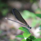 ごんた山で生き物を探そう！with昆虫博士とサル博士