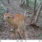 動物なりきり大冒険inごんた山