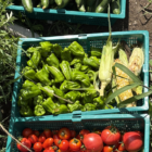 夏野菜収穫体験